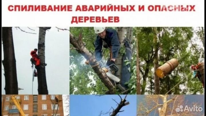 Рискованное спасение опасного дерева