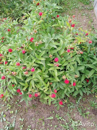 Тибетская малина, саженцы