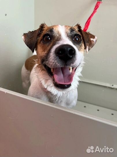 Вязка кобель