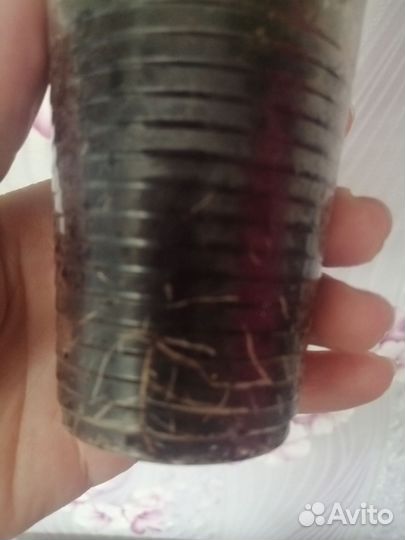 Гибискус сортовой