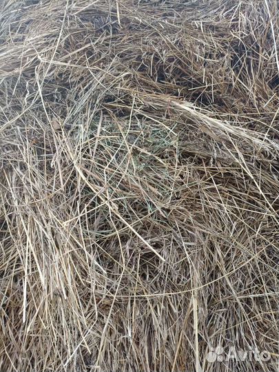 Продам сено в рулонах