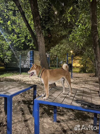 Собака для фотосессии сиба ину