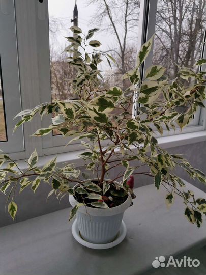 Фикус бенджамина