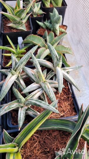 Сансевиерия новые гибриды