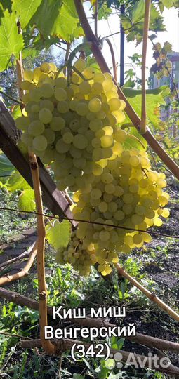 Саженцы и черенки винограда