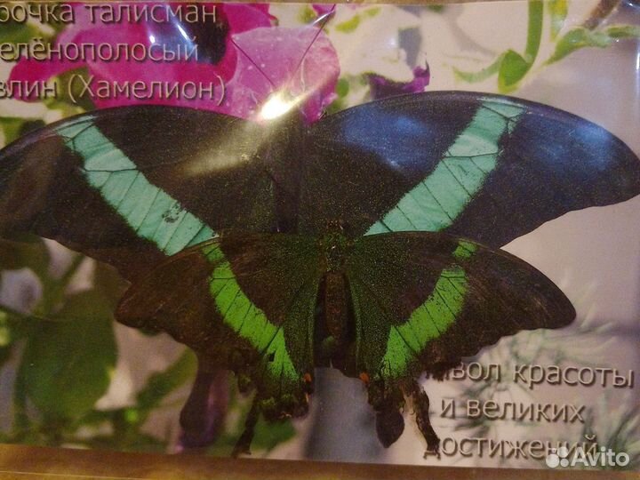 Экзотическая бабочка хамелион