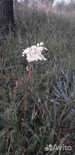 Травы в пучках Зверобой Душыца Полынь Железница