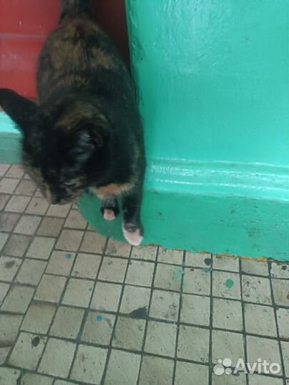 Кошка в дар