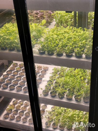 Шкаф-витрина для выращивания ягод и зелени