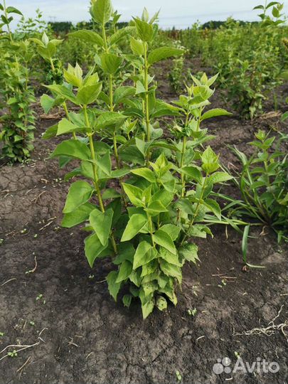 Чубушник (Жасмин)