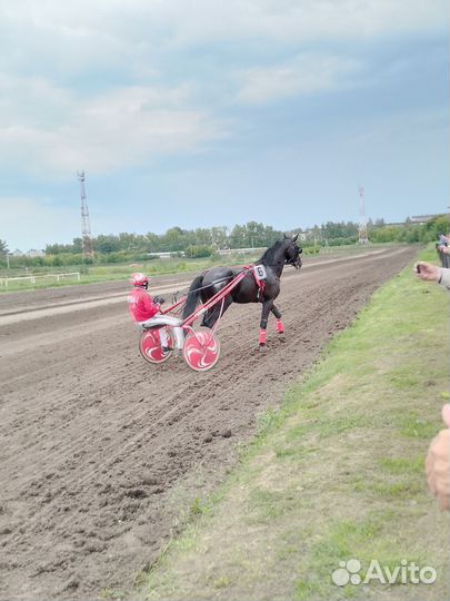 Жеребец Орловский рысак