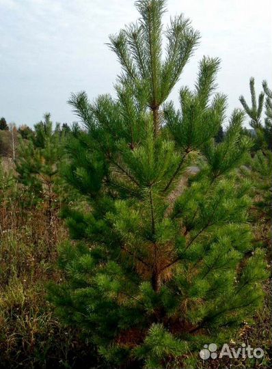 Крупномер сосны