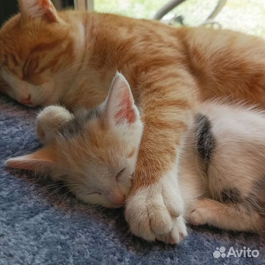 Котята в добрые руки бесплатно