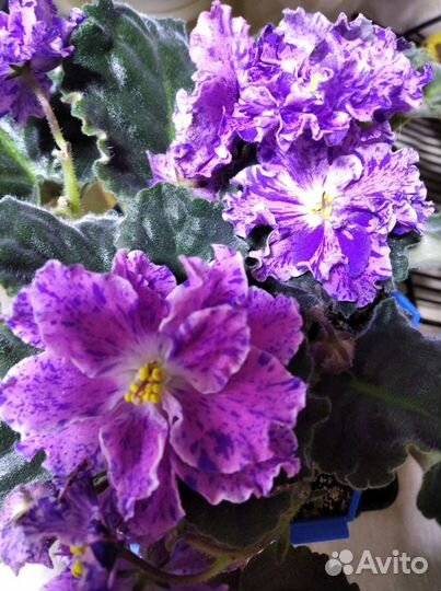 Фиалки сортовые