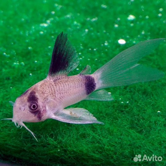 Сомик Коридорас Панда Вуаль (Corydoras Panda Long