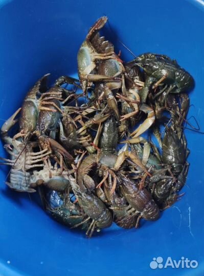 Раколовка зонт