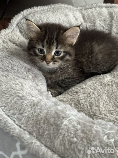 Котенок