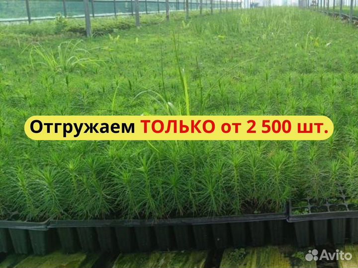 Сеянцы ели европейской зкс