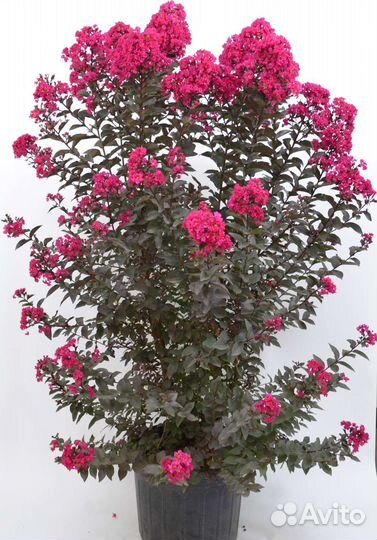 Лагерстремия