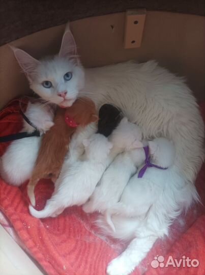 Котята мейн-кун