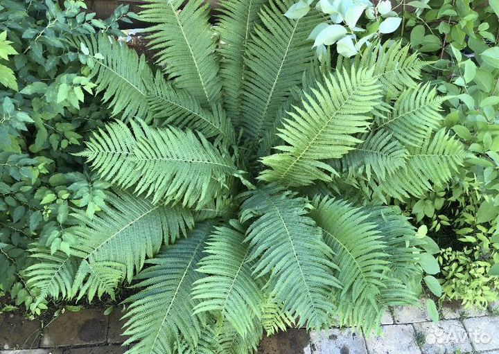 Папоротник страусник