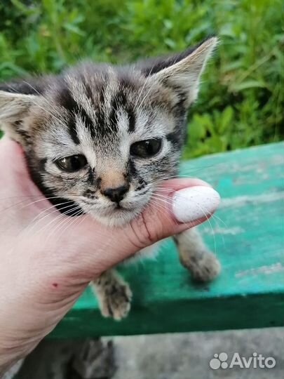 Очаровательные котята