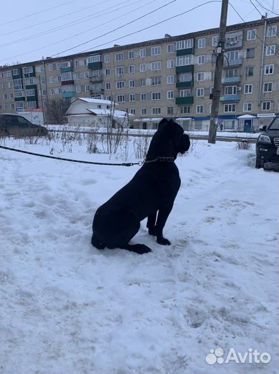 Кобель вязка Кане корсо