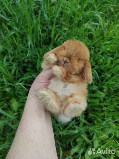 Вислоухие малыши