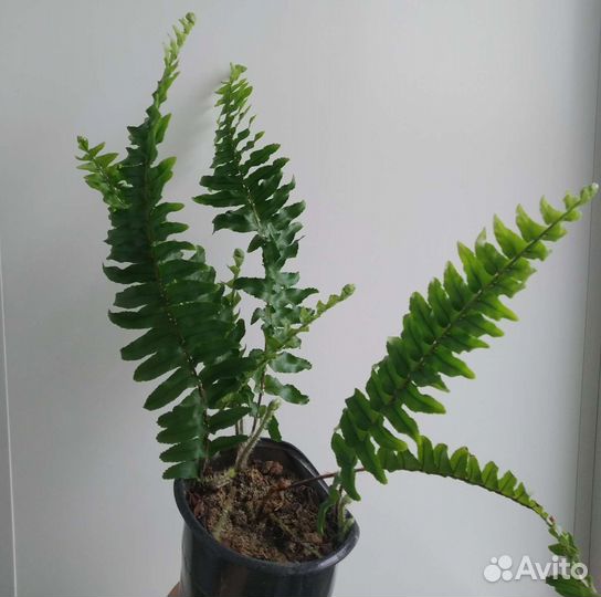 Комнатные растения цветы фикусы, декабристы, хойя