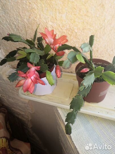 Цветы Декабрист и Эписция