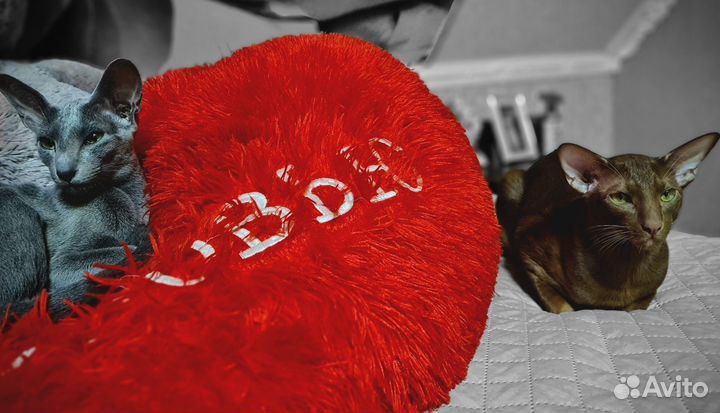 Ориентальная кошка