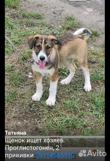 Собака в добрые руки