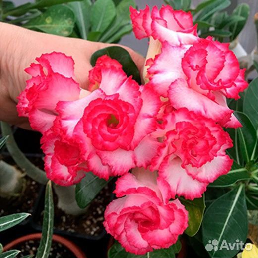 Сортовые адениумы