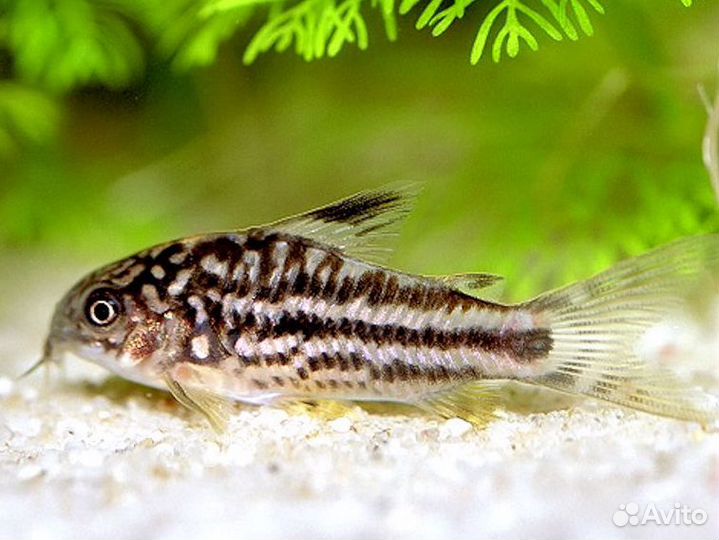 Лорикария красная, Коридорасы:Штерба-голд неон