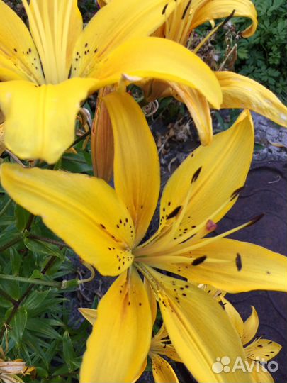 Цветы садовые