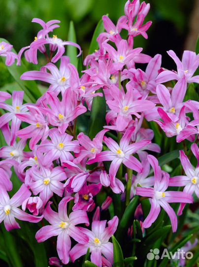 Хионодокса Розеа (луковицы)