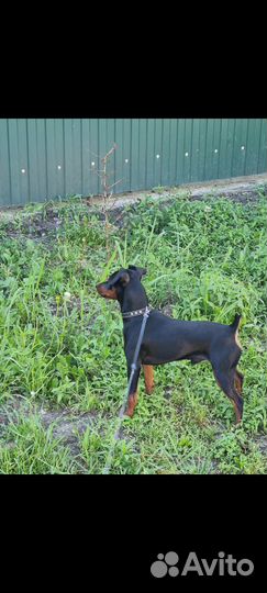 Цвергпинчер для вязки