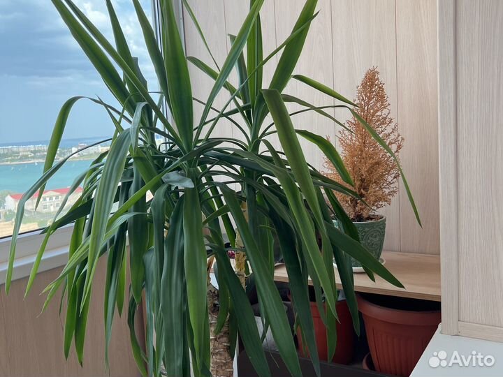 Пальма юкка комнатное растение
