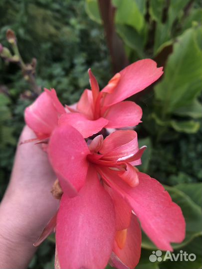 Канна