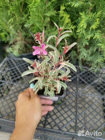 Гаура многолетняя Карликовая и Reinbow