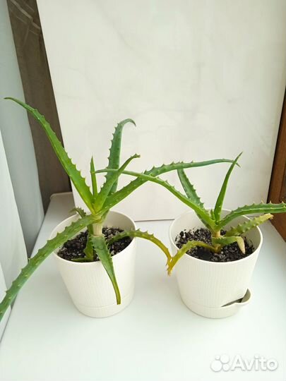 Алоэ лечебный