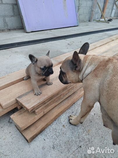 Французский бульдог