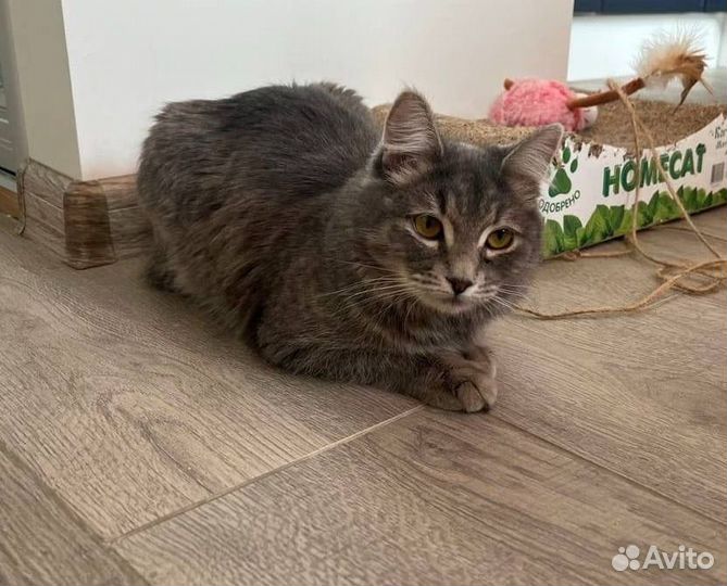 Кошечка ищет дом