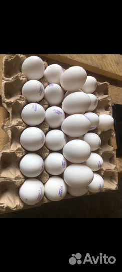 Яйцо куриное оптом