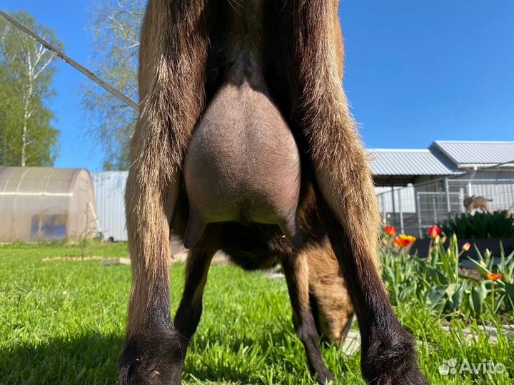 Продажа дойных коз