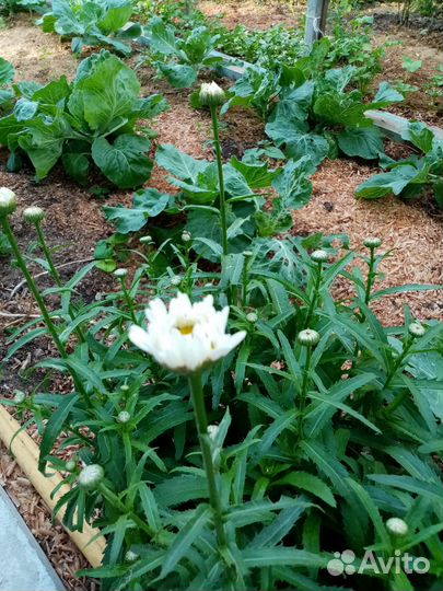 Ромашка садовая