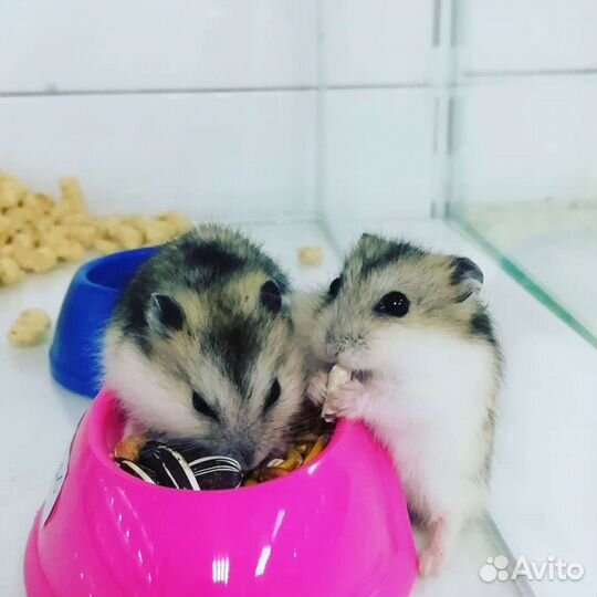 Джунгарский хомяк