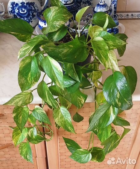 Эпипремнум