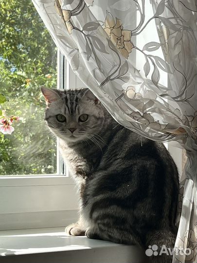 Британская кошка