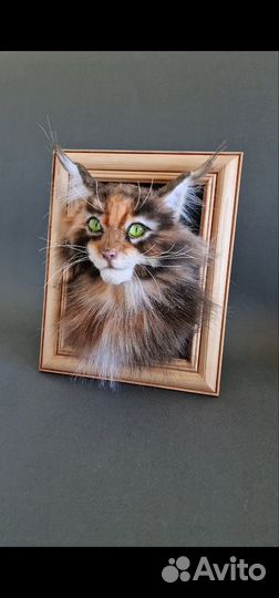 Котенок мейнкун в фоторамке